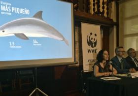 WWF: популяция калифорнийской морской свиньи может исчезнуть