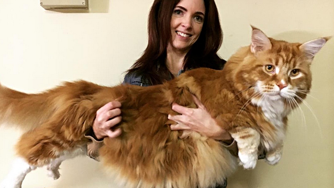 120-сантиметровый кот Омар претендует на рекорд Гиннесса