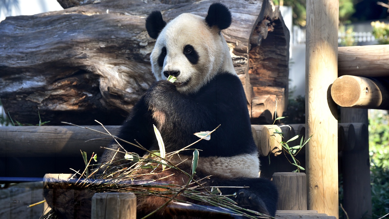 Большая панда в зоопарке Токио, возможно, беременна