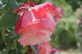 В крупнейшем частном саду цветёт 8000 видов роз