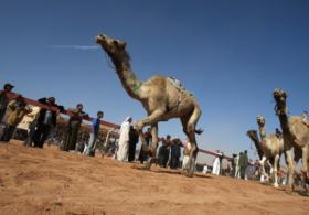 Верблюжьи скачки прошли в иорданской пустыне