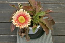 Экзотические растения на подмосковных участках