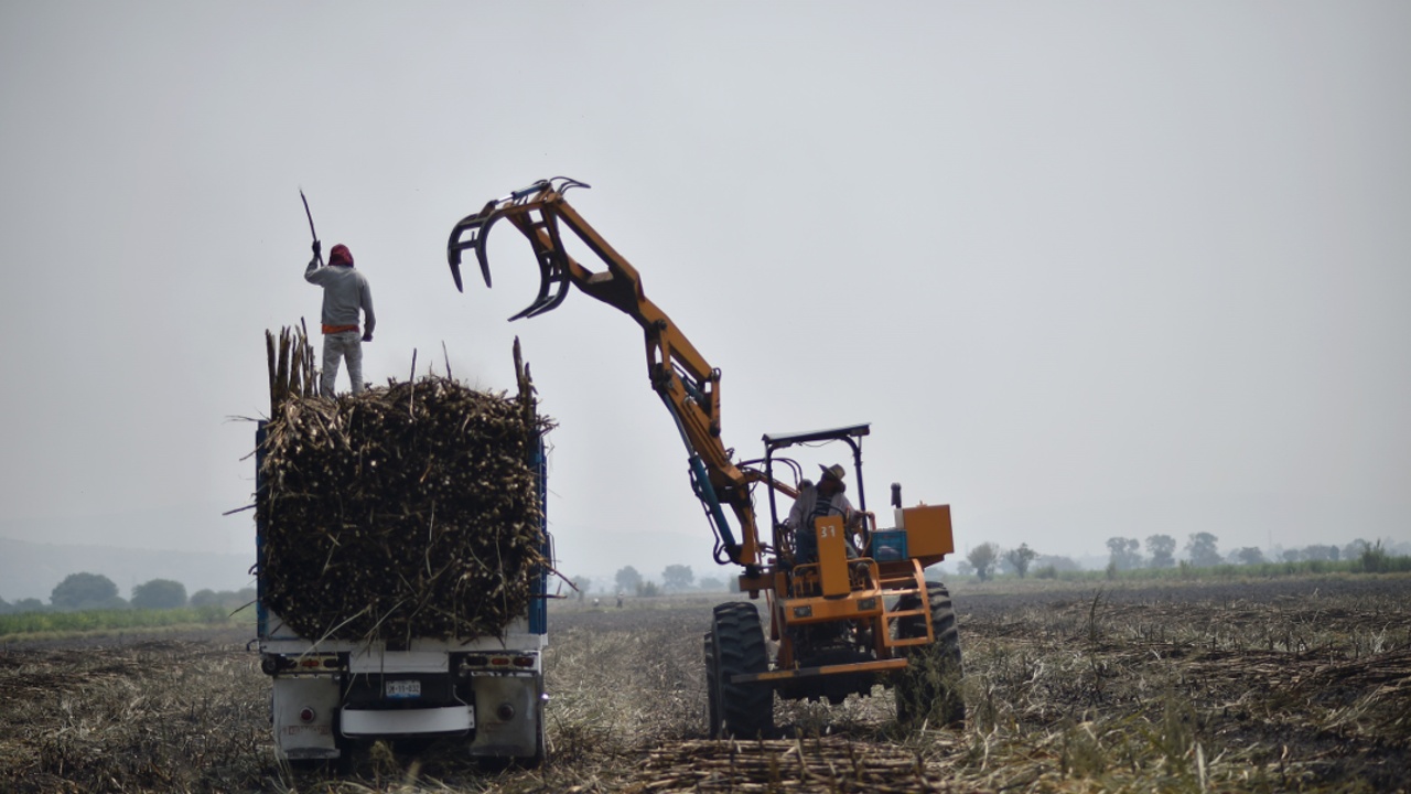 Мексиканские производители сахарного тростника боятся за своё будущее