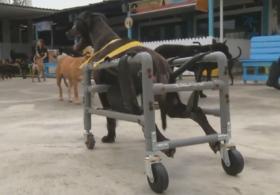 Тайванец делает коляски для собак-инвалидов