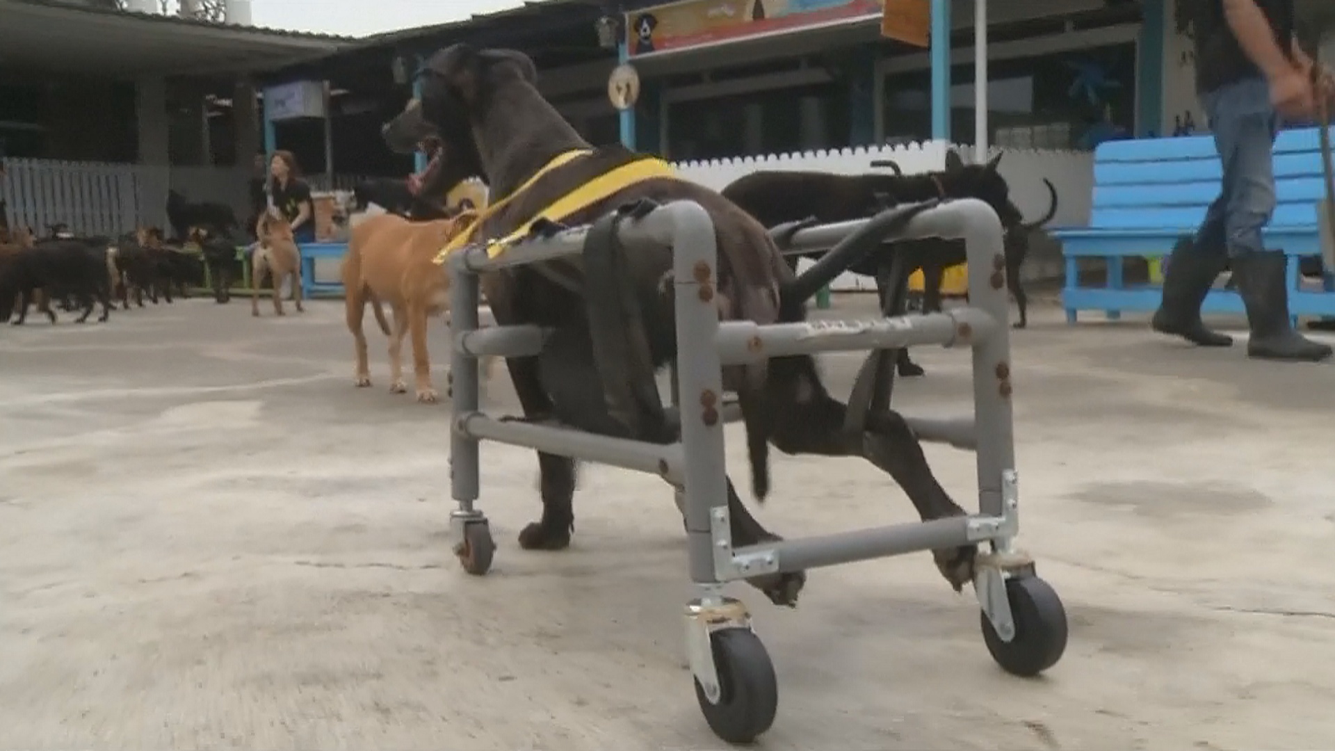 Тайванец делает коляски для собак-инвалидов