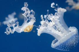 В аквариуме в Японии — крупнейшая в мире коллекция медуз