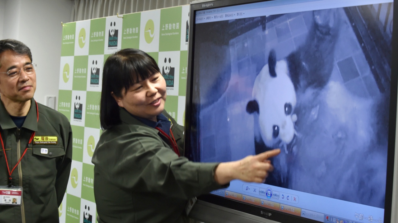 Большая панда принесла детёныша в зоопарке в Токио