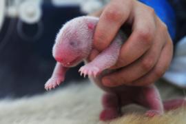 Зоопарк Токио опубликовал видео с новорождённым детёнышем панды