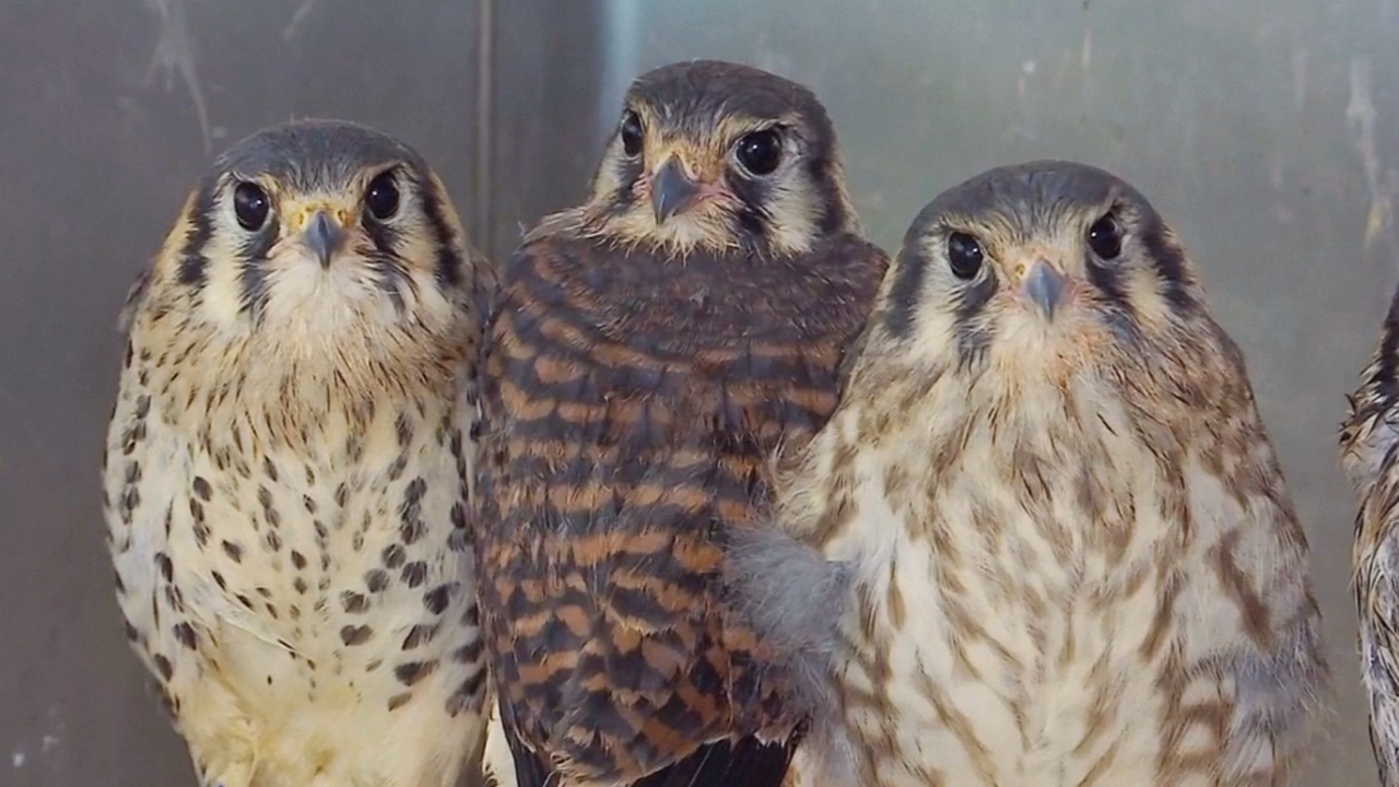 В Нью-Йорке ветлечебница спасает раненых и больных диких птиц