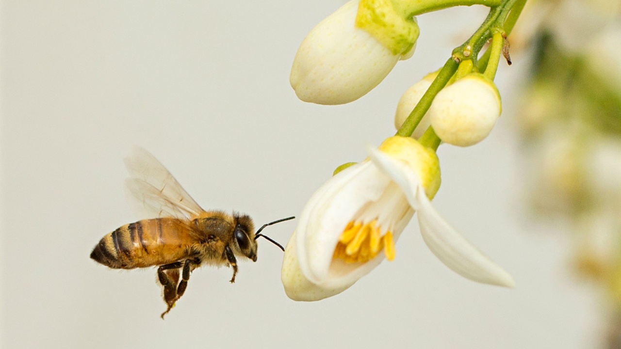 Пчёлы-беженцы поселились у штаб-квартиры ООН