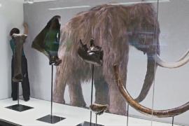Обновлённые кости мамонта выставили на ЖД-станции в Брюсселе