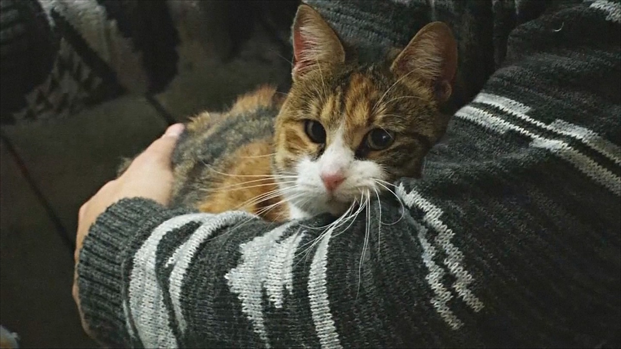 Чилийское котокафе подыскивает хозяев бездомным кошкам