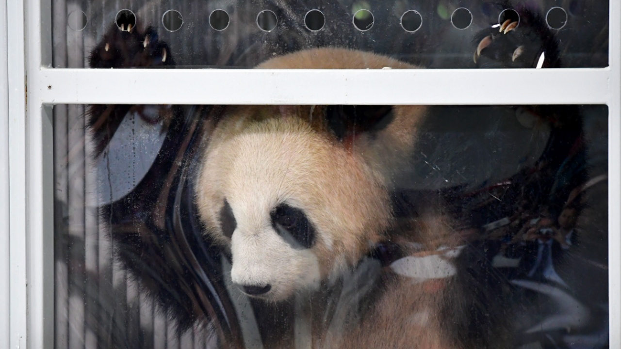 В Берлинский зоопарк прибыли две большие панды