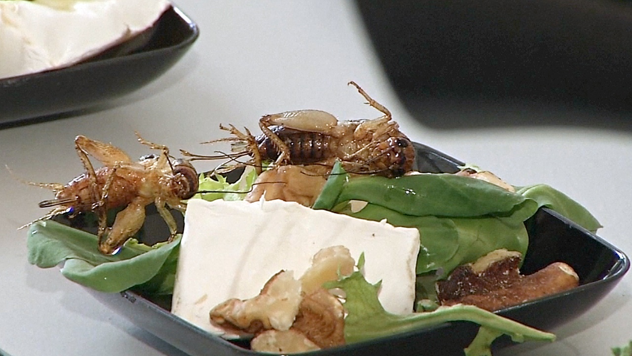 Учёные считают съедобных насекомых ответом на нехватку еды в будущем