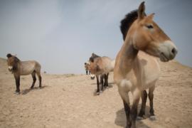 Из Праги в Монголию: дикие лошади возвращаются в степи