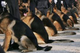 В Эквадоре 16 собак-полицейских вышли на пенсию