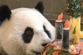 Тайвань: большой торт для большой панды