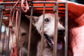 Защитники животных: туристам на Бали продают собачье мясо