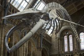 Скелет голубого кита подвесили под сводами лондонского музея