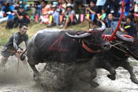 Тайские фермеры устроили гонки на буйволах