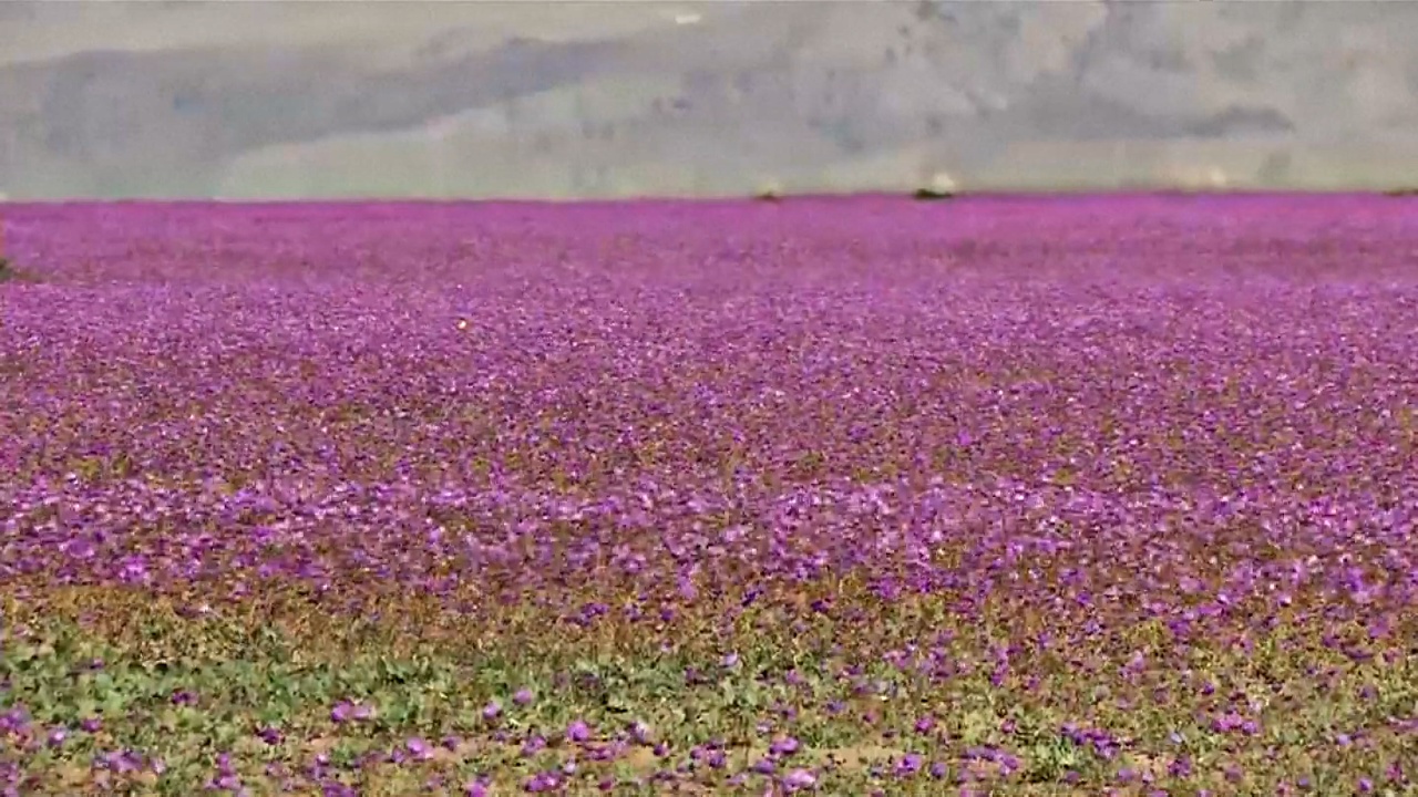 Тысячи цветов усеяли пустыню Атакаму