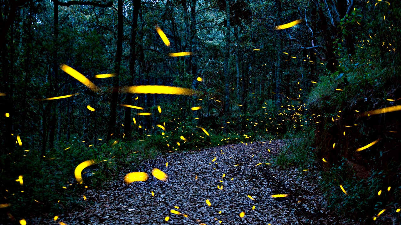 Волшебное шоу светлячков озаряет леса Мексики