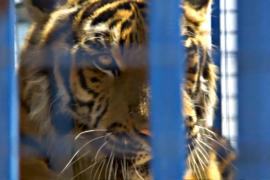Львов и тигров из разрушенного зоопарка Алеппо вывезли в Турцию