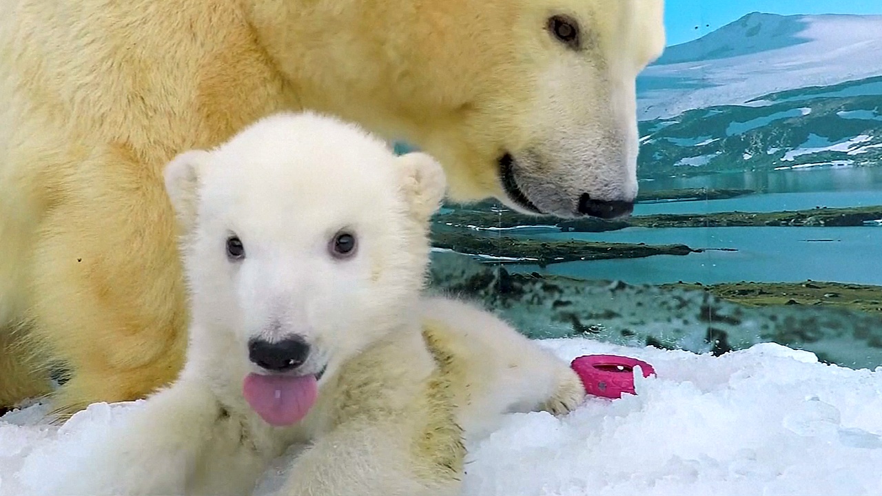 Белый медвежонок обживается в вольере с ледяной стружкой