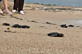 Ливанская активистка защищает морских черепах от вымирания