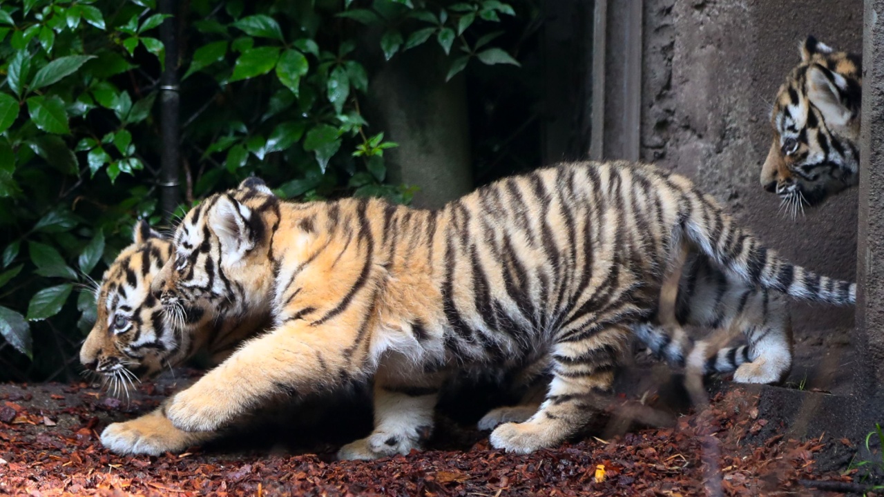 Амурские тигрята делают первые шаги в мир в зоопарке Гамбурга