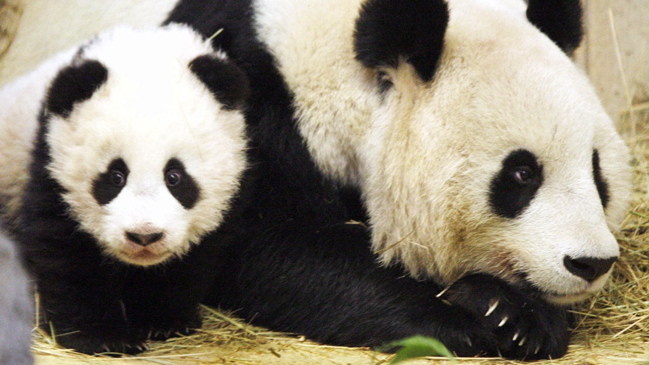 Знаменитым пандам-близнецам в зоопарке Вены исполнился год
