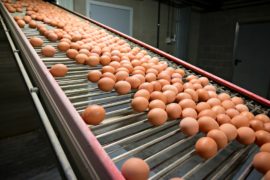 Скандал с куриными яйцами в ЕС: фермеры ждут падения