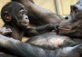 Новорождённый шимпанзе бонобо — звезда зоопарка Бельгии