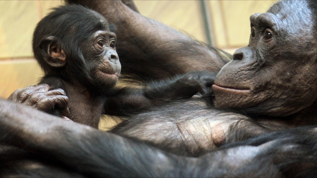 Новорождённый шимпанзе бонобо - звезда зоопарка Бельгии