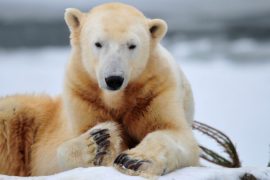 Животные Арктики первые ощутили на себе влияние глобального потепления