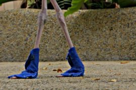 По сингапурскому парку птиц гуляет фламинго в синих ботинках