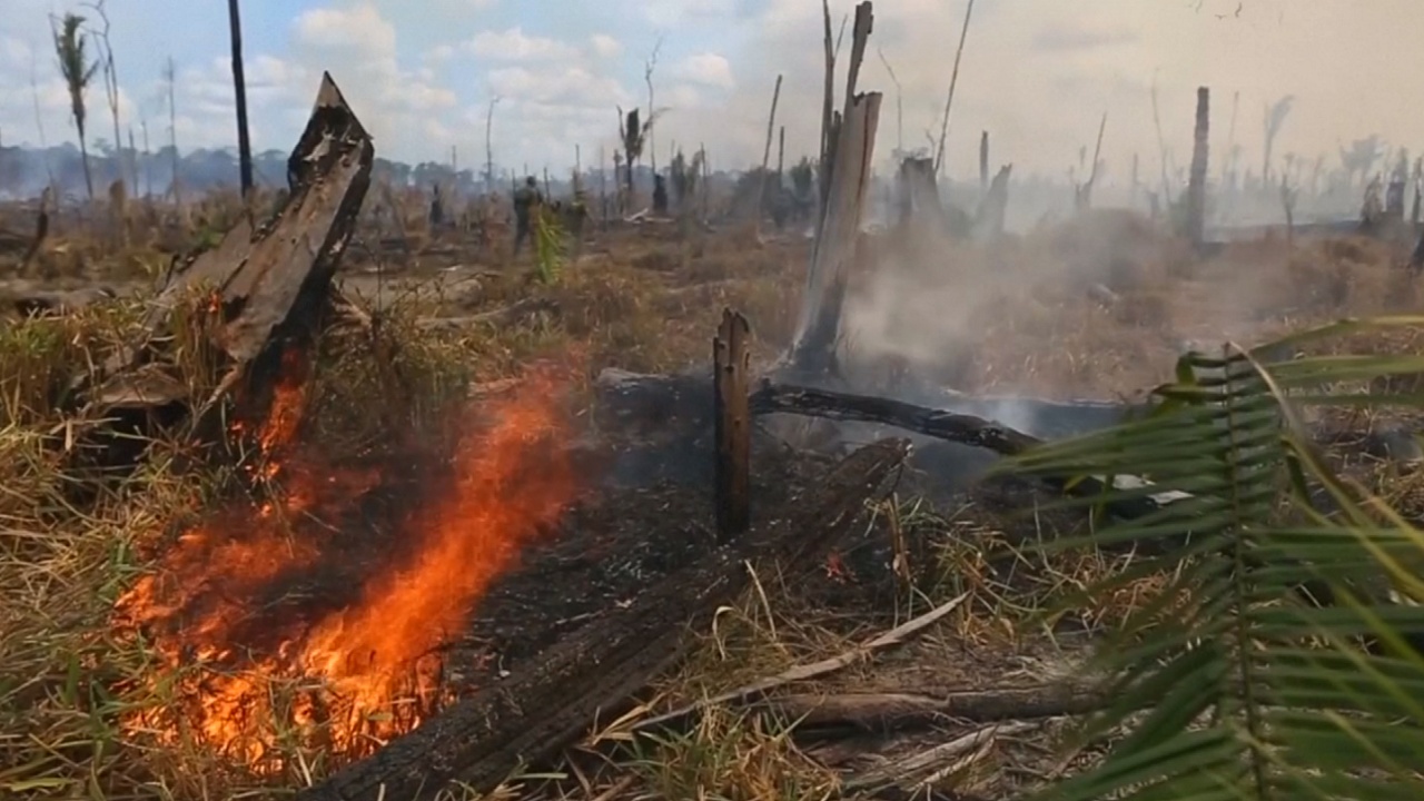 В Бразилии пытаются защитить леса Амазонии от пожаров и вырубки