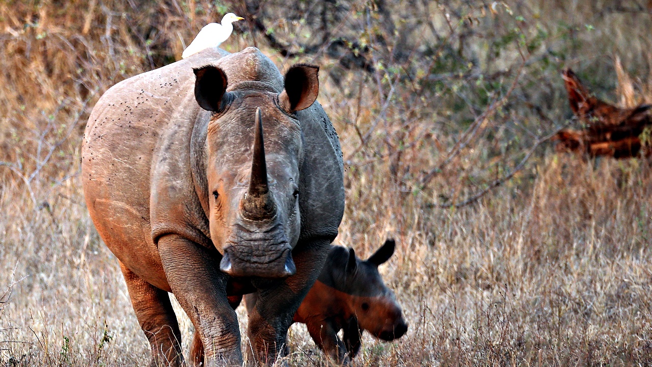 Первый легальный аукцион по продаже рогов носорогов пройдёт в ЮАР