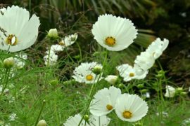 Сад Кенсингтонского дворца усыпали белые цветы в память о Диане