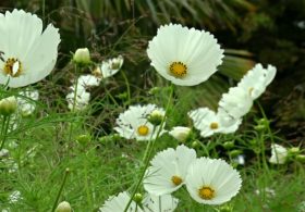 Сад Кенсингтонского дворца усыпали белые цветы в память о Диане