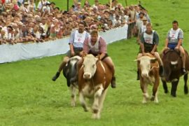 Гонка на быках собрала в Баварии тысячи зрителей