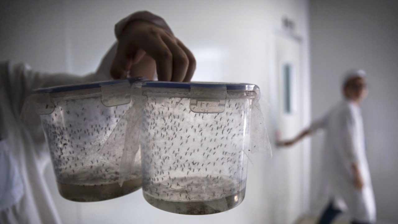 Больные комары уменьшат распространение вирусов в Бразилии