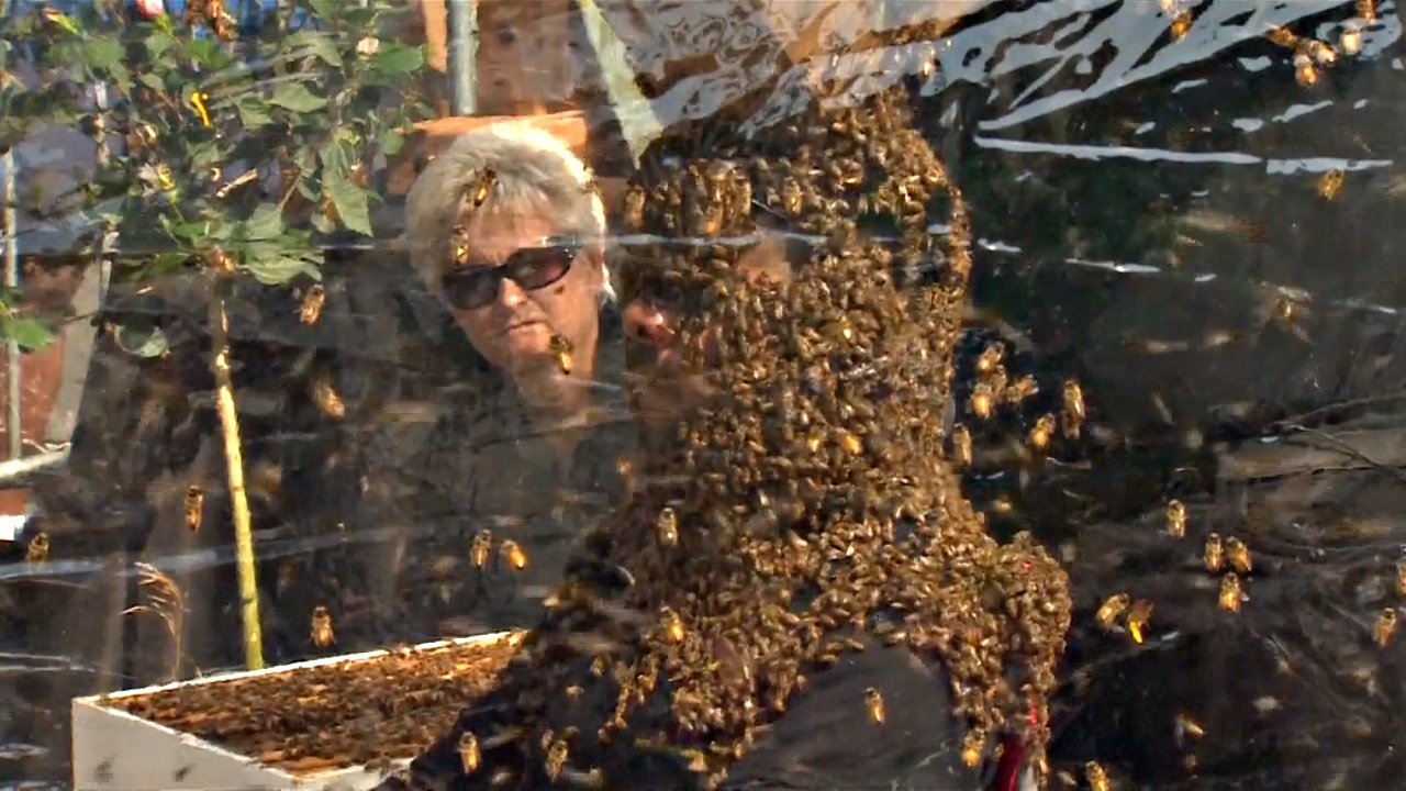 Канадец просидел больше часа с пчёлами, покрывающими всю голову