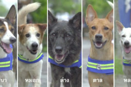 Бродячих собак в Таиланде планируют превратить в охранников