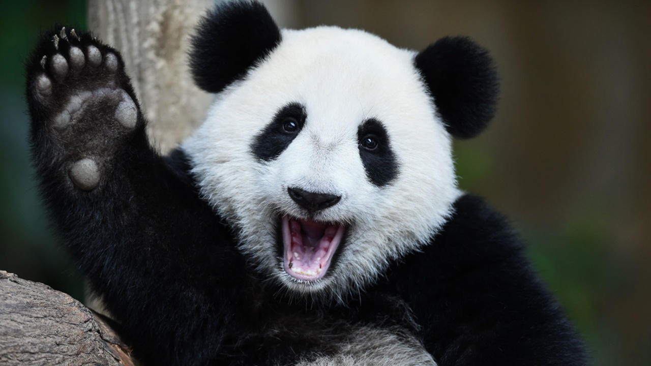 Детёныш панды в зоопарке Токио теперь зубастый