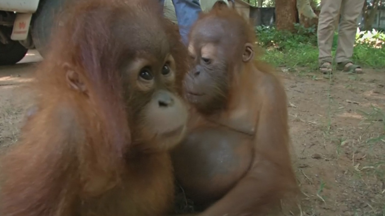 В Таиланде выхаживают двух контрабандных детёнышей орангутана из Индонезии