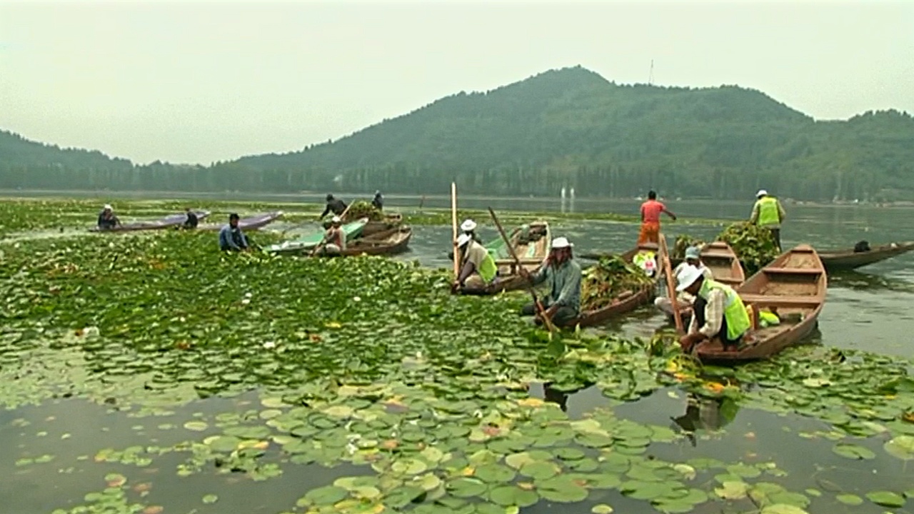 Знаменитое озеро Дал в Кашмире очистят от кувшинки