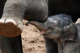 «Это мальчик!»: в зоопарке Бельгии родился слонёнок