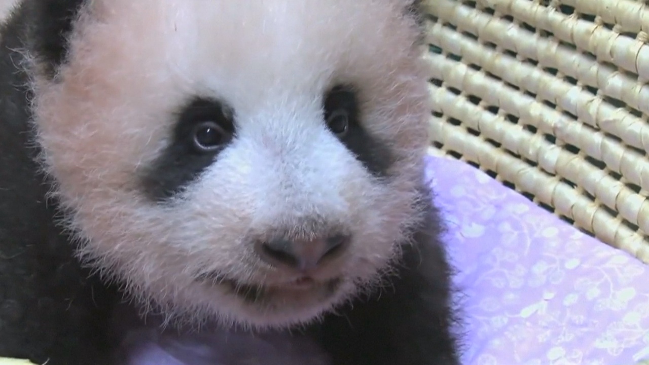 Губернатор Токио сообщила имя малышки-панды из зоопарка Уэно