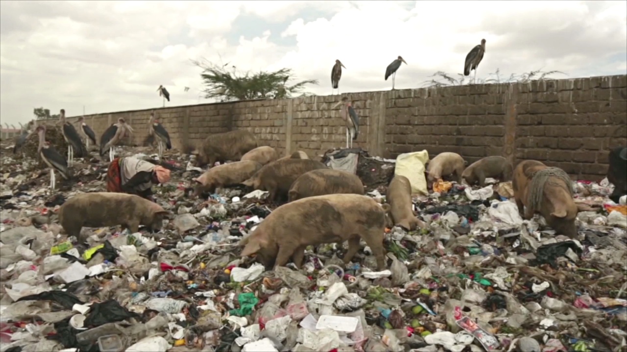 Фермеры Найроби пасут свиней на крупнейшей в Кении свалке